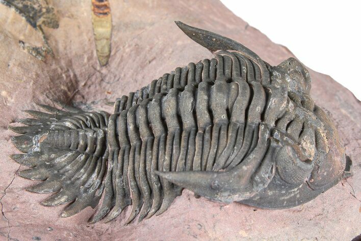 Detailed Metacanthina Trilobite - Lghaft, Morocco #381458